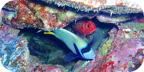 >>> Emperor Angel and Soldier fish © Pacific Divers