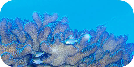>>> Protective shelter of a Pocillopora coral © Pacific Divers