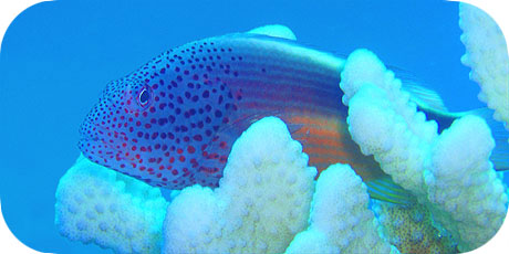 >>> Freckled Hawkfish © Pacific Divers