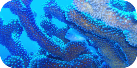 >>> Small fish in Pocillopora coral © Pacific Divers