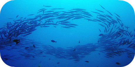 >>> Ring of Bigeye Barracudda © Pacific Divers