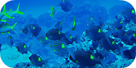 >>> School of Yellowspot Emperors © Pacific Divers