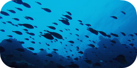 >>> Schooling juvenile Bristletooth Surgeon fish © Pacific Divers