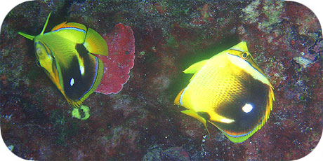 >>> Fourspot Butterfly fish © Pacific Divers