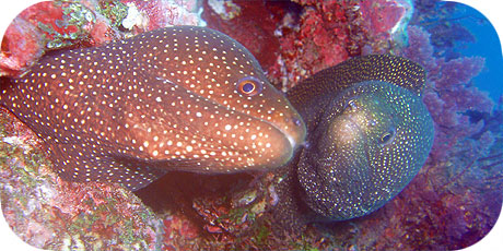 >>> Twin whitemouth morays © Pacific Divers