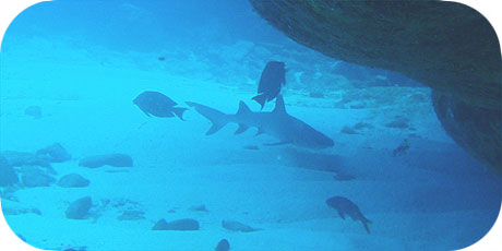 >>> White Tip Reef Shark at Papua © Pacific Divers