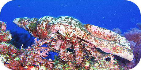 >>> Giant Hermit Crab © Pacific Divers