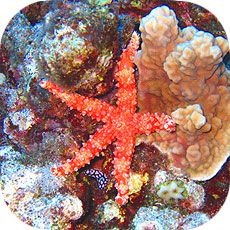 >>> Starfish © Pacific Divers