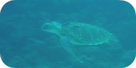 >>> Green Turtle © Pacific Divers