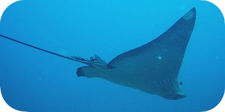 >>> Eagle ray gliding overhead © Pacific Divers