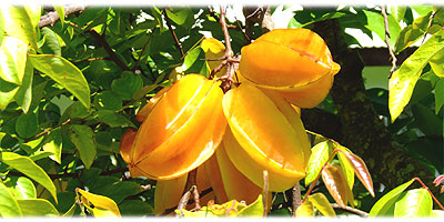 >>> Delicious starfruits are growing wild on the island © Archi